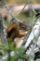 Red Squirrel Maine