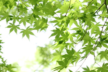 Fototapeta na wymiar Green maple leaves against the sun