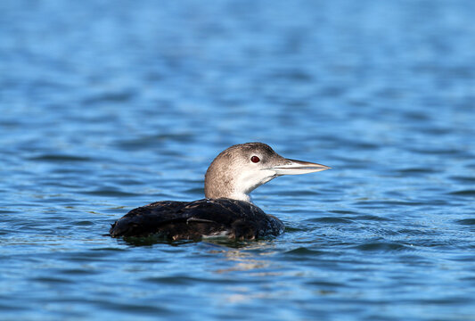 Female Loon In Blue Hill Maine