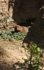 Common dwarf mongoose is looking into the camera with smiling face.