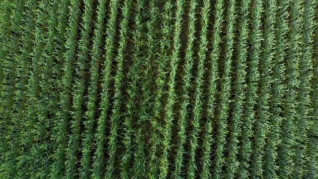 Aerial drone flying take of from wheat field rotating in circle. Wonderful drone video for ecological and agriculture concept