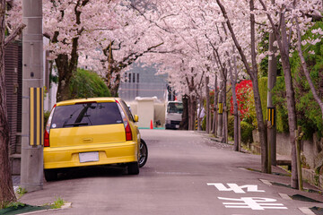 日本の春の街並み・桜並木と黄色の自動車