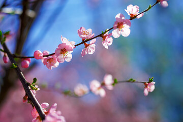 A spring scene of flowers in full bloom.