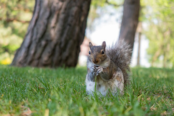 A wild eastern grey squirrel eating in the grass