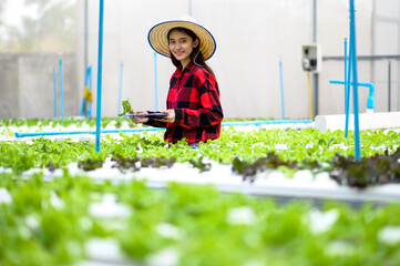 Organic vegetable garden Salad.Asian women check the quality of the organic vegetable garden.