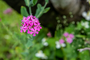 Fototapeta premium 花