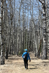 Obraz premium Tourist Wandering into Barren Forest in the Canadian Rockies in WInter