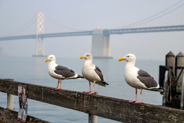 Three seagulls are sitting on the railing against the background of the San Francisco Bridge