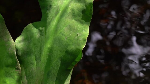 Skunk Cabbage, Lysichiton americanum, Vancouver Island, British Columbia, Canada