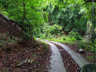 path in the forest