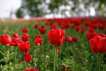 Fototapeta premium field of red tulips