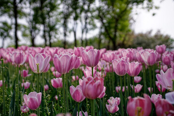 field of pink tulips