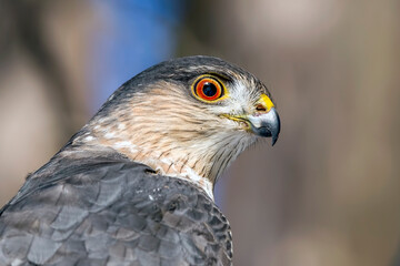 Close Up of a Cooper's Hawk