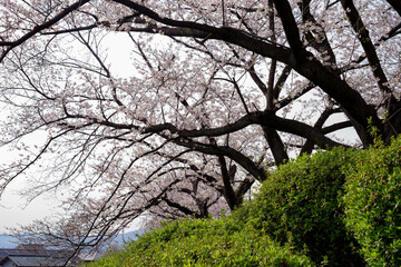 japan sakura：大阪池田・水月公園の桜