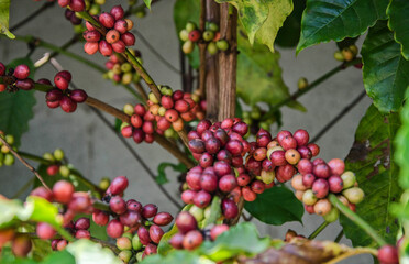 Red ripe fruits of coffee fruits on branches