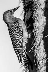Gila woodpecker in a saguaro cactus in the desert of Arizona