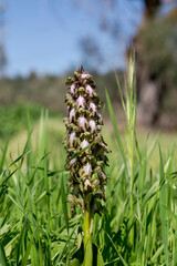 The wild orchid (Himantoglossum robertianum) with violet flowers grows in its natural habitat.