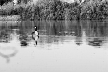 Canadian goose in black and white swimming in a lake
