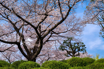 japan sakura ：青空と桜・大阪池田、水月公園