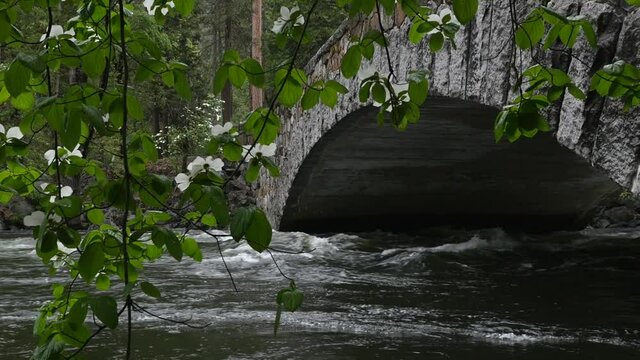 Dogwood blossoms hang from a tree as the Merced River rushes under a bridge in Yosemite National Park