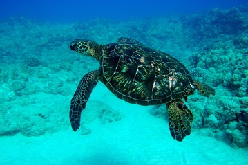 Obraz premium Beautiful textures sea turtle