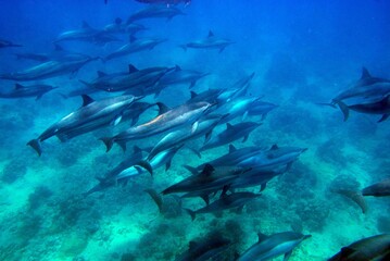 Fototapeta na wymiar Pod of Dolphins