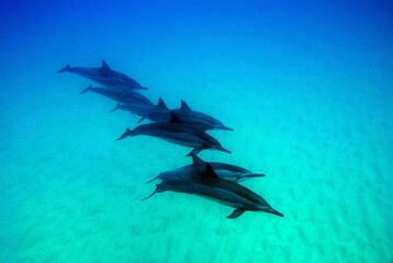 Pod of Dolphins