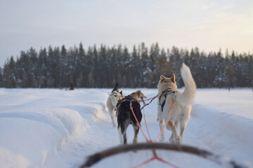 Husky sledding over a frozen lake at sunset