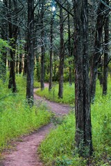 Obraz premium Trail in the woods