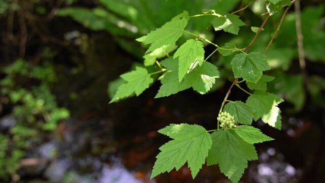 Pacific Ninebark, Physocarpus capitalus, Vancouver Island, BC, Canada