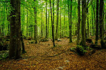 daytime view of trees in forest