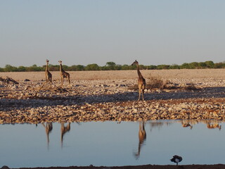 Giraffes gather at the water's edge, Etosha National Park, Namibia