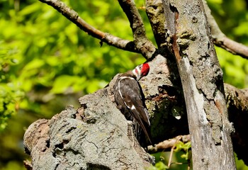 The pileated woodpecker (Dryocopus pileatus) Pileated woodpecker is bird native to North America.