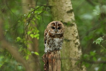 great horned owl
