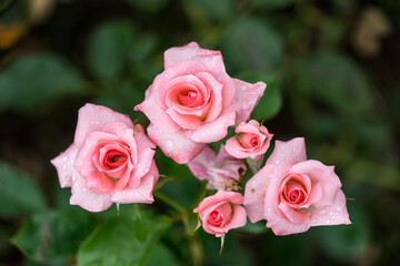 Pink roses with rain drops and blur green rose leaves in the background