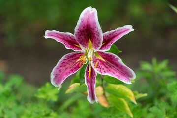 Lily flower, (Lilium speciosum uchida). Wild Lily Native of Japan with background green and yellow leaves