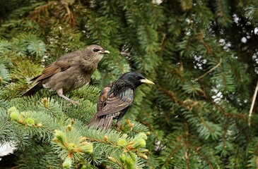 Starlings are small to medium-sized passerine birds are known as glossy starlings because of their iridescent plumage.

