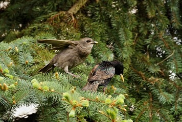 Starlings are small to medium-sized passerine birds are known as glossy starlings because of their iridescent plumage.
