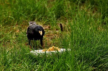 Starlings are small to medium-sized passerine birds are known as glossy starlings because of their iridescent plumage.
