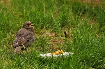 Starlings are small to medium-sized passerine birds are known as glossy starlings because of their iridescent plumage.
