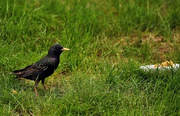 Starlings are small to medium-sized passerine birds are known as glossy starlings because of their iridescent plumage.
