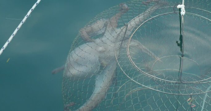 Big octopus in a trap on sea a pulling fishing boat