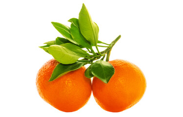 Two fresh and juicy tangerines with green leaf isolated on a white background