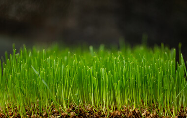 Concept appearance of life - sprout from soil close up background