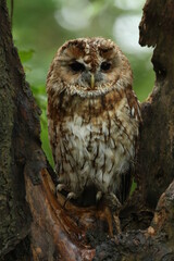 great horned owl