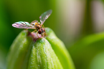 Corn Fly; hover fly; helicopter fly; flower fly; sweat bee on lilly bud