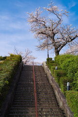 japan sakura：階段の上の桜・大阪池田、水月公園