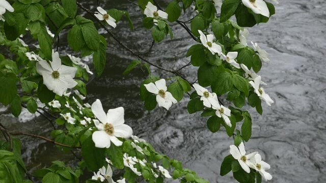 Water rushes from the Merced River with dogwood blossoms in Yosemite National Park 
