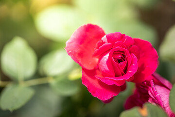 Roses in the garden