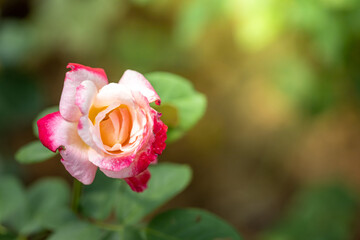 Roses in the garden